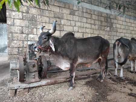 બળદ વેચવાનો છે.