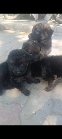 જર્મન શેફર્ડ ડબલ કોટ પપી