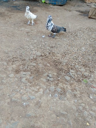 Kabootar basavana se