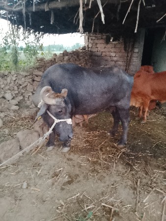 थंबनेल 2