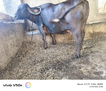 આ ભેંસ આપવાની છે