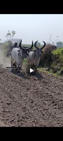 બરદ વેસવાના છે
તીજી ધર