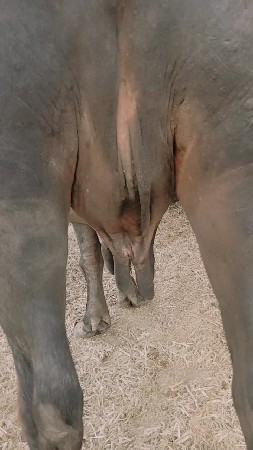 બીજા વેતરની.ખડેલી.છે