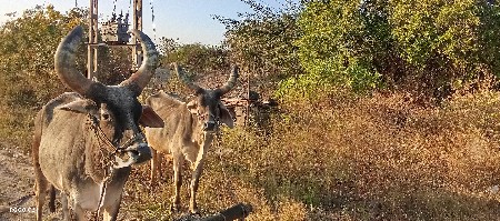 ગોઢલા વેચવાના છે