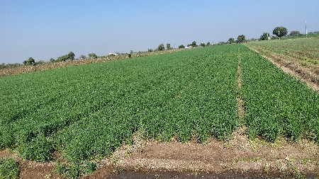 6.5 vigha   vigha na 1700000