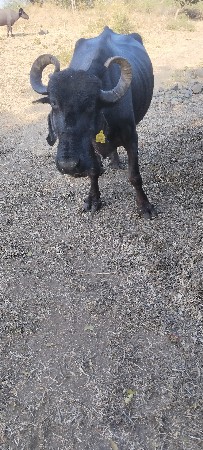 વેસવાની છે