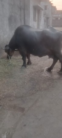 આ ભેંસ વેચવાની છે કિંમત  100000