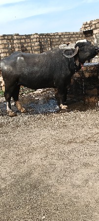 थंबनेल 2