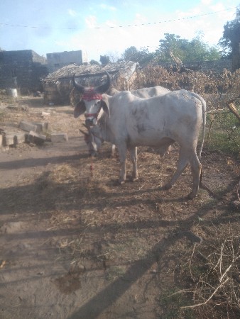 વેચવાના છે