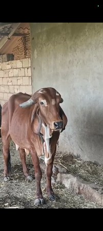 थंबनेल 2