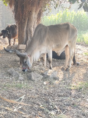 ગોઢલો વેચવાનો છે