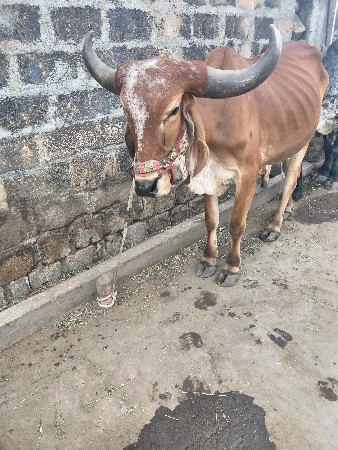 थंबनेल 2