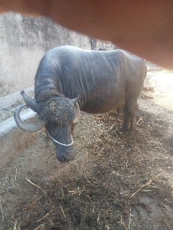 थंबनेल 2