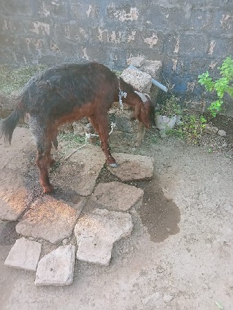 थंबनेल 3