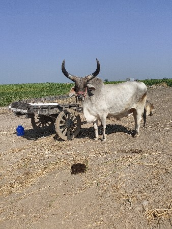 બળદ વેચવાના છે