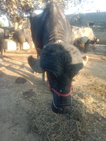 थंबनेल 2