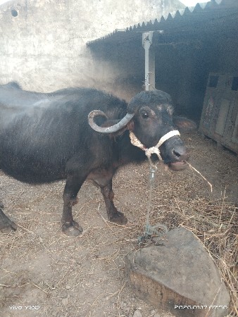 थंबनेल 3