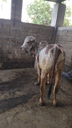 थंबनेल 3