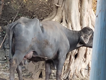 થંબનેલ 4