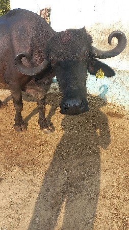 थंबनेल 2