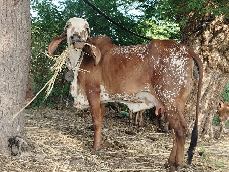 थंबनेल 2