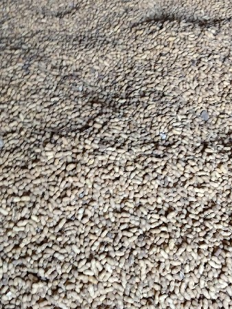 ગિરનાર માંડવી 4 number