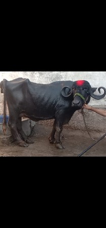 2 ભેંસ વેચવાનું છે