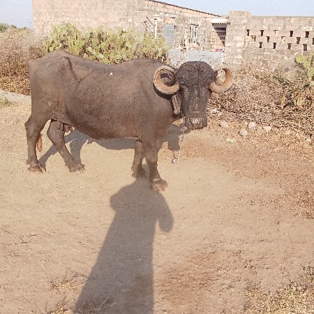 થંબનેલ 2