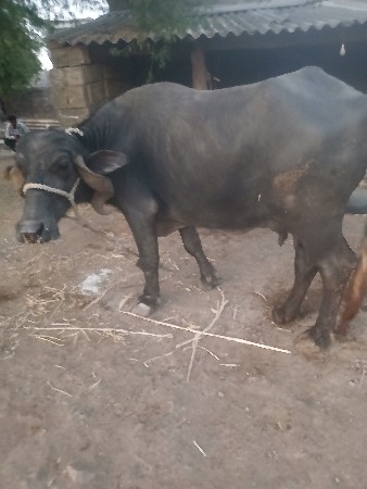 थंबनेल 3