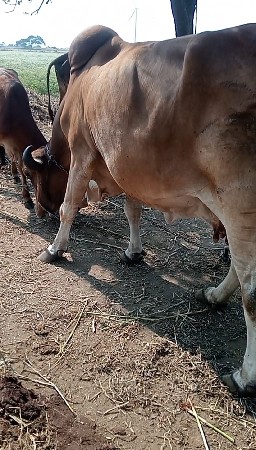 ગીર ગાય વેચવાની છે