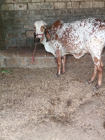 ગાય વેચવા ની છે