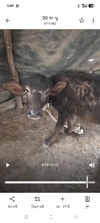 આ ભેંસ વેચવાની છે