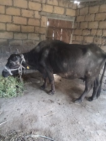 थंबनेल 3