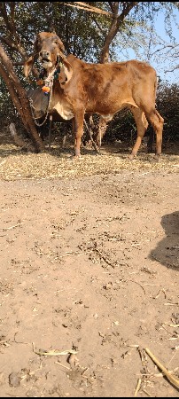 थंबनेल 3