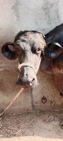 ભેંશ વેચવાની છે