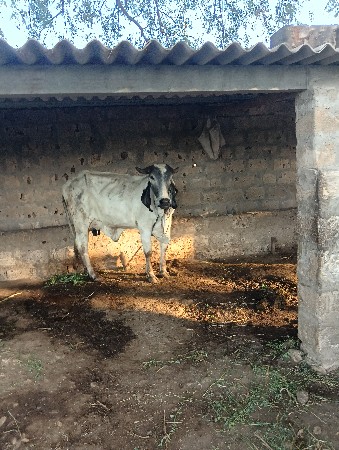 ગીર હોડકી વેસવી