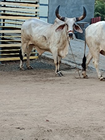 थंबनेल 3