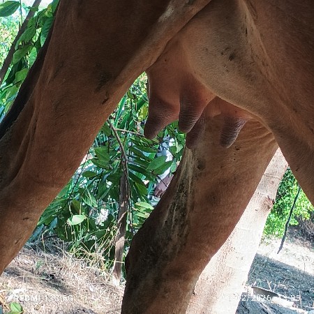 ગીર ઓડકી વેચવાની છે