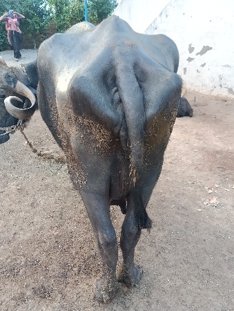 થંબનેલ 3