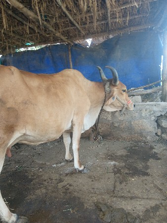 ગાય.વેચવાની.છે