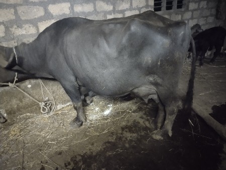 બીજા વેતર ની ભેંસ