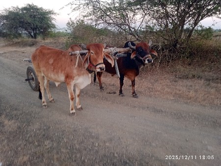 थंबनेल 3