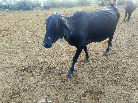 थंबनेल 3