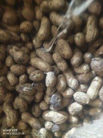 મગફળી કે41