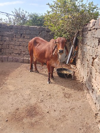 थंबनेल 3