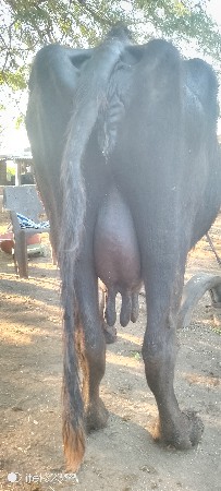 थंबनेल 2