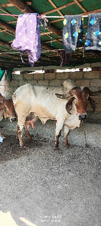 थंबनेल 6