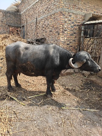 થંબનેલ 3