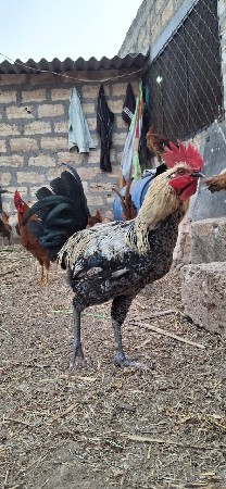 મરઘાં વેચવા ના છે