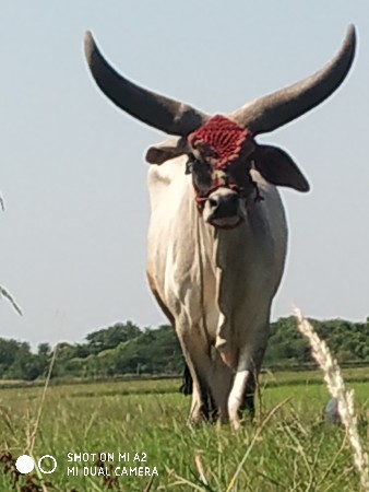 બરધ વેશવાના છે